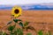 Stand alone Sunflower. Each sunflower's head is made of smaller flowers. The petals we see around the outside are called ray