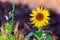 Stand alone Sunflower. Each sunflower's head is made of smaller flowers. The petals we see around the outside are called ray