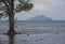 A stand-alone tall mangrove tree