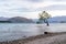 Stand alone Wanaka tree in water lake