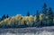 Stand of Aspen Trees with Evergreens