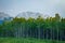 A stand of Aspen trees and a mount Yamnuska in southern Canadian Rockies in Alberta