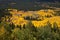 Stand of Aspens