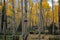 Stand of Autumn Aspens