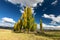 A stand of autumn colour poplar trees in a meadow with short gras