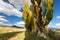 A stand of autumn colour poplar trees in a meadow with short gras