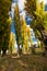 A stand of autumn colour poplar trees in a meadow with short gras