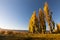 A stand of autumn colour poplar trees in a meadow with short gras