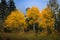 Stand of brilliant yellow aspen trees changing color