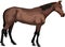 Stand Brown Horse Mammal Farm Animal Vector Illustration