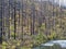 A stand of burnt trees in the forest next to the Umpqua River near Idleyld Park, Oregon, USA