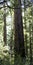 Stand of California Redwood Sequoia Pine in Sunlight