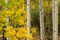 Stand and Deliver, Stand of Aspen Trees in Fall, Golden Gate Canyon State Park, Colorado, USA