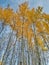 Stand of fall Poplar trees with Golden leaves of Fall. Alberta, Canada.