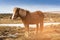 Stand Icelandic horse stand over dry glass