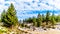 Stand of Jeffrey Pine Trees at Mono Mills