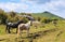 Stand-Off Donkey Versus Wild Ponies Grayson Highlands Virginia