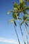 Stand of palm trees against a blue sky