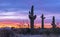 Stand of Saguaro Cactus at Sunrise