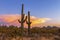 Stand Of Saguaro Cactus At Sunset In Arizona