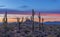 Stand of saguaro cactus at Sunset time