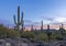 Stand Of Saguaro Cactus At Sunset Time In Arizona