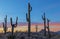 Stand of saguaro cactus at Sunset time in AZ
