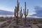 Stand of Saguaro Cactus at Surise time in Arizona