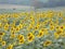 Stand tall sunflower