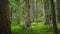 Stand of Trees Mossy Fern Covered Forest Floor Woods