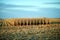 Stand of uncut maize in a harvested field