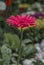 Stand up firm: Red Daisy Flower Portrait Mode - with Garden blurred background