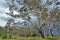 Stand of white bark gumtrees before storm