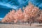 Stand of White Pine in Infrared Color