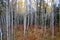 A stand of young poplar tree trunks in Michigan Autumn