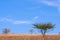 Standalone small tree bush standing on some plain steppe or prairie among yellow dry grass at sunny day with blue sky