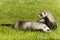 Standard color ferret couple on fresh green grass in spring park