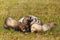 Standard color ferret group on summer meadow