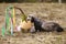 Standard color ferret watching easter surprise in giant egg in spring park