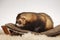 Standard color male ferret on sofa in studio - portrait