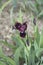 Standard Dwarf Bearded Iris Cats eye