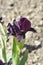 Standard Dwarf Bearded Iris Kalicis Black