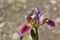 Standard Dwarf Bearded Iris Little Rosy Wings