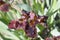 Standard Dwarf Bearded Iris Mala Bruneta