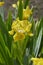 Standard Dwarf Bearded Iris Rabbits Foot