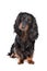 Standard long-haired dachshund