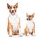 Standard and miniature english bull terrier dogs