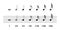 Standard note values in music notation