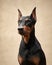 Standard pinscher on a beige background. Portrait of a dog in the studio