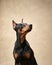 Standard pinscher on a beige background. Portrait of a dog in the studio